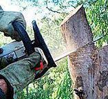 Tree and Shrub Care in South Eliot, ME